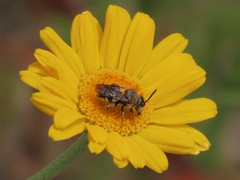 Epeolus variegatus