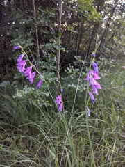 Gladiolus palustris