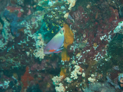 Pseudanthias huchtii