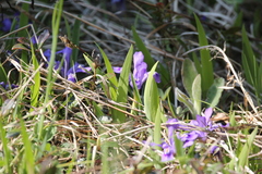 Iris lacustris
