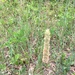 photo of Timothy Grass (Phleum pratense)