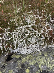 Thamnolia vermicularis