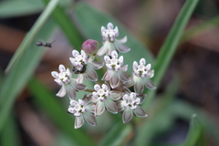 Asclepias michauxii