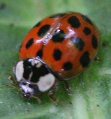 Harmonia axyridis