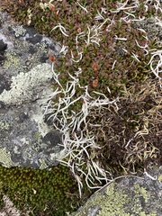 Thamnolia vermicularis