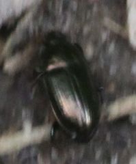 Coleoptera