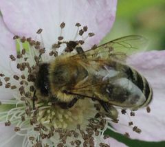 Apis mellifera