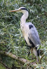 Ardea cinerea