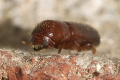 Xyleborus celsus