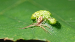 Aceria querci