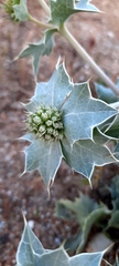 Eryngium maritimum