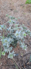 Eryngium maritimum