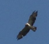 Buteo buteo