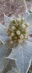 Eryngium maritimum