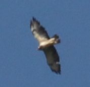 Buteo buteo