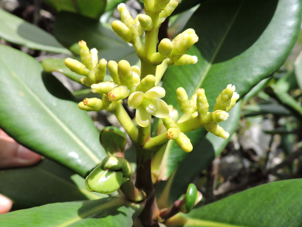 Clusia melchiorii