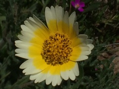 Layia gaillardioides