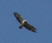 Buteo buteo