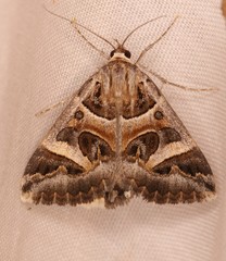 Cerocala vermiculosa