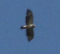Buteo buteo