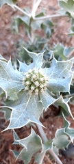 Eryngium maritimum
