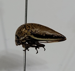 Stictopelta marmorata