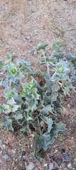 Eryngium maritimum
