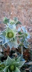 Eryngium maritimum