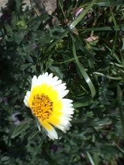 Layia gaillardioides
