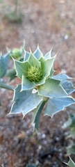 Eryngium maritimum