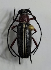 Plionoma rubens