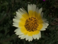 Layia gaillardioides
