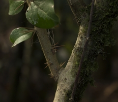 Archidasyphyllum diacanthoides