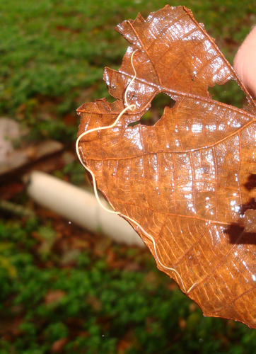 Mermithidae