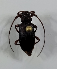 Valenus inornatus