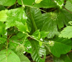 Geum laciniatum