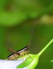 Conocephalus attenuatus