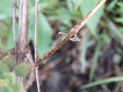 Allogonia
