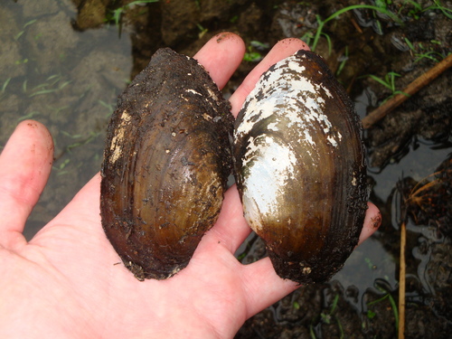 Anodontites trapesialis