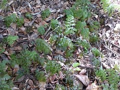Hymenophyllum demissum