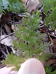 Hymenophyllum demissum