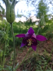 Aquilegia dumeticola