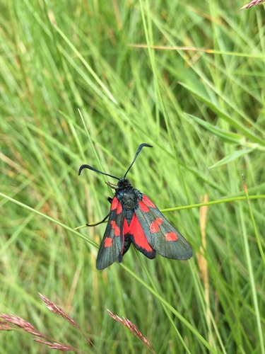 Five-spot Burnet, Normandie, Yport, Haute-Normandie, FR, photo 4 of 10