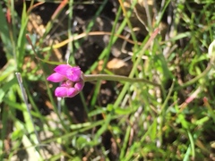 Dipterostemon capitatus