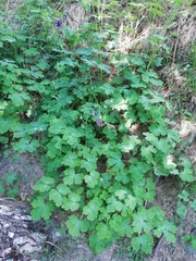 Aquilegia dumeticola