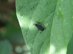 Xenochalepus maculicollis