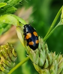 Glischrochilus grandis