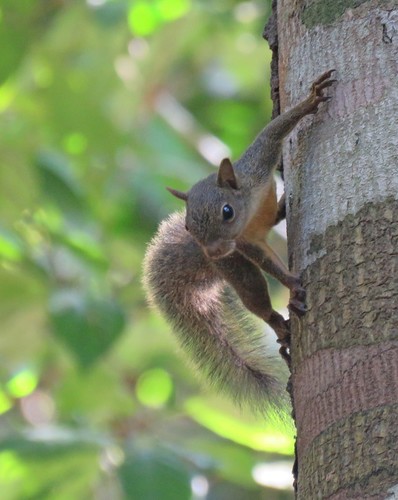 Yellowthroated Squirrel (Subspecies Sciurus aestuans gilvigularis