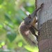 Yellow-throated Squirrel - Photo (c) Sidnei Dantas, some rights reserved (CC BY-NC), uploaded by Sidnei Dantas