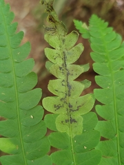 Chirosia filicis